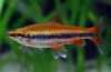 Nannostomus  :    